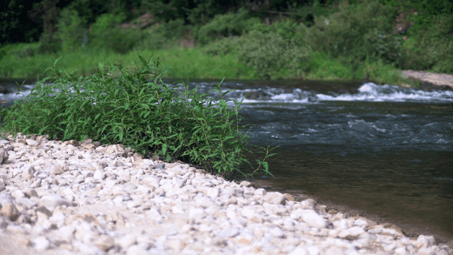Tranquil river with lush greenery