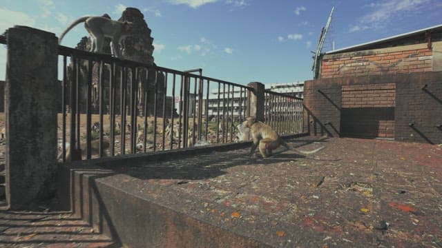 울타리 근처에서 모여 있는 원숭이들