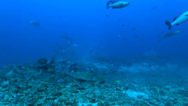 자연 서식지에서의 수중 해양 생명