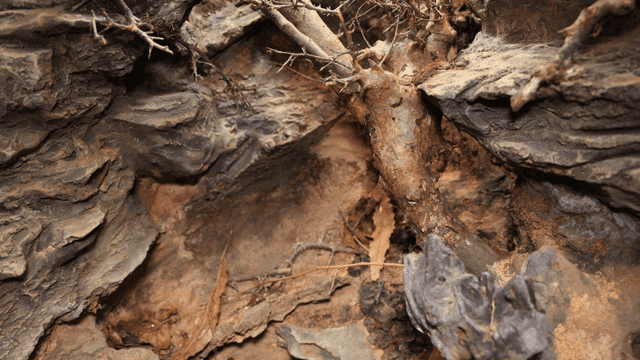 Rocky terrain with dry branches
