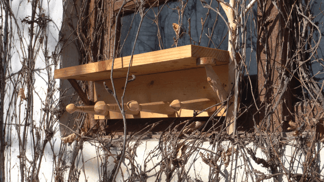 메마른 덩굴이 얽혀 있는 목재 선반