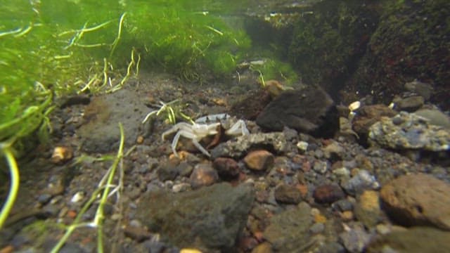 물속에 있는 작은 게