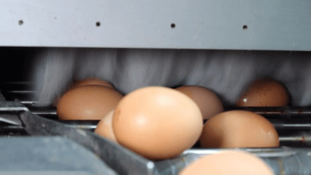 컨베이어 벨트에서 처리되는 계란