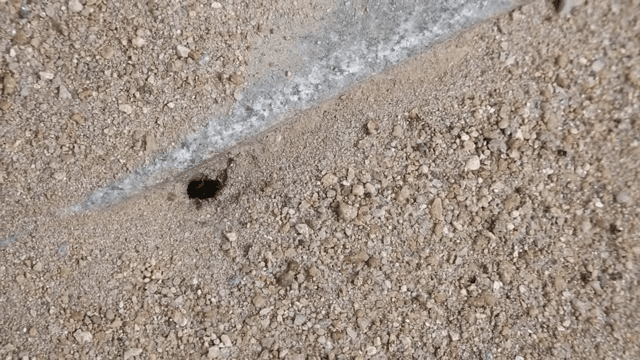 모래 속 작은 구멍 주변을 움직이는 개미들
