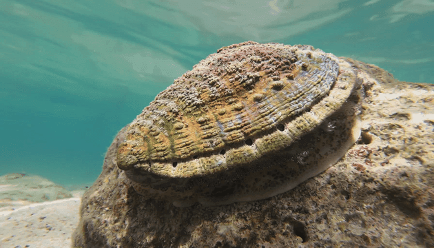 Abalone on rock underwater.