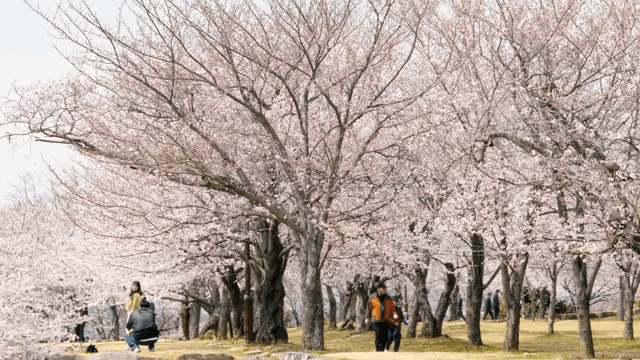People enjoying cherry blossoms in full bloom at the park