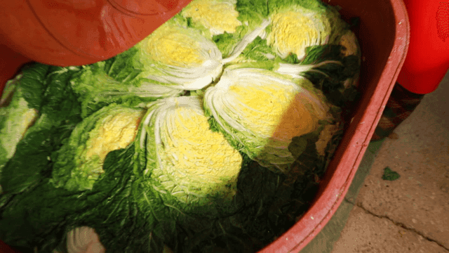 Basin full of cabbage