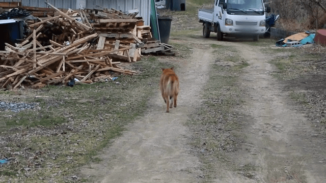 시골 흙길을 걷는 개