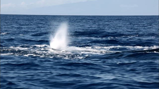 수면에서 헤엄치는 고래들