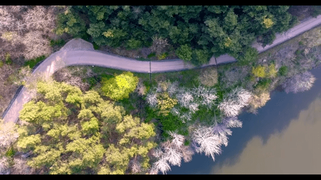 Winding road through a lush forest