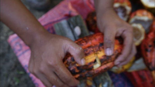 카카오 열매 속에 든 씨앗