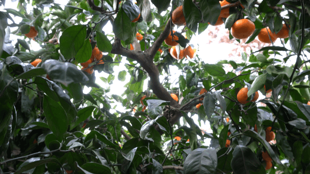 Citrus tree with lush leaves