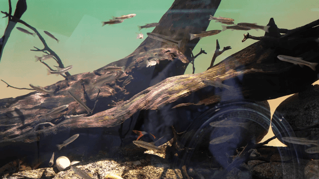 Fish swimming around driftwood in an aquarium