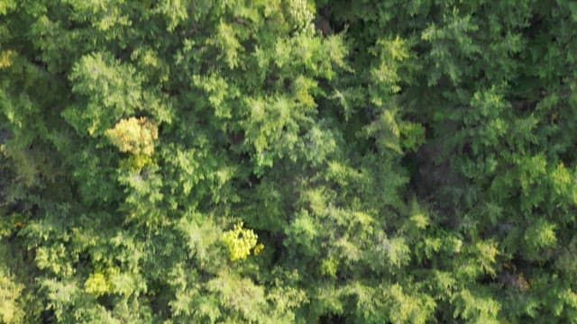 Deep mountain ravine beyond a dense forest of trees