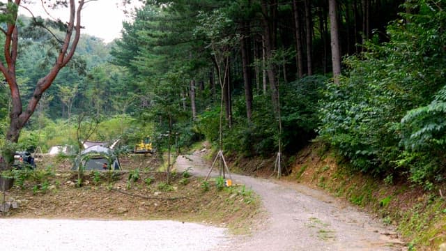 Person walking on a forest path near tents