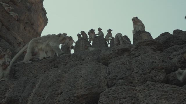 Monkeys Playing on a Stone Structure in Ancient Temple