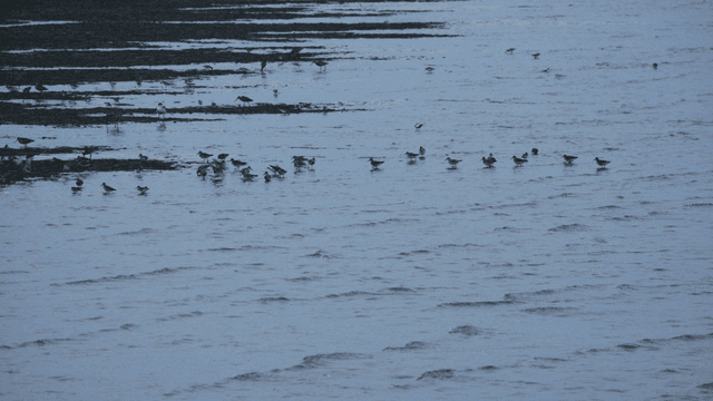 썰물 때 얕은 물을 헤치며 걷는 새들