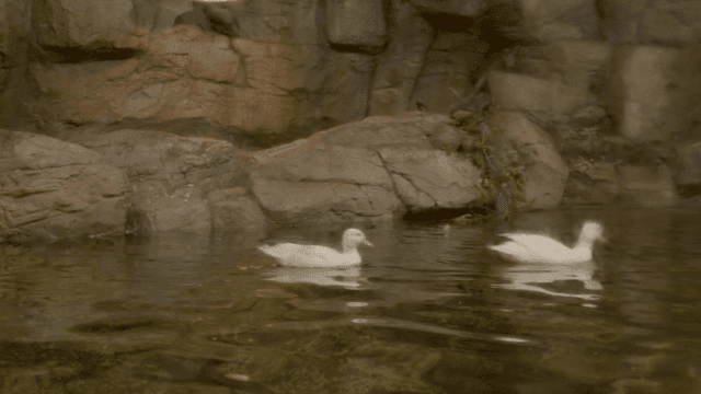Ducks swimming on pond