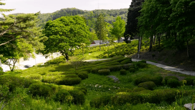 Lush green tea fields with traditional temples