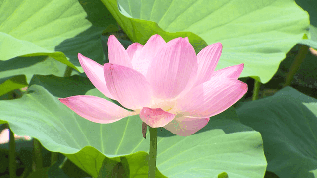 Pink lotus blooming with green leaves