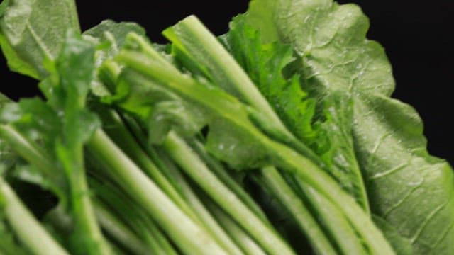 신선한 녹색 열무잎