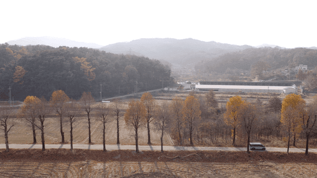 Country road scenery with trees and fields