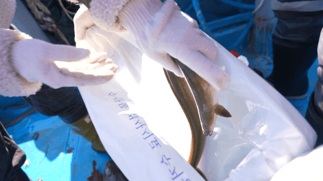 Eels being placed into a bag on a boat