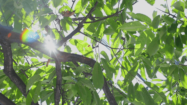 초록 잎 사이로 비치는 햇빛