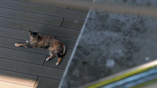 Cat resting on a wooden deck