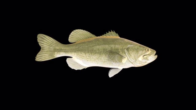 물고기의 신체구조를 도식화한 컴퓨터 그래픽 이미지