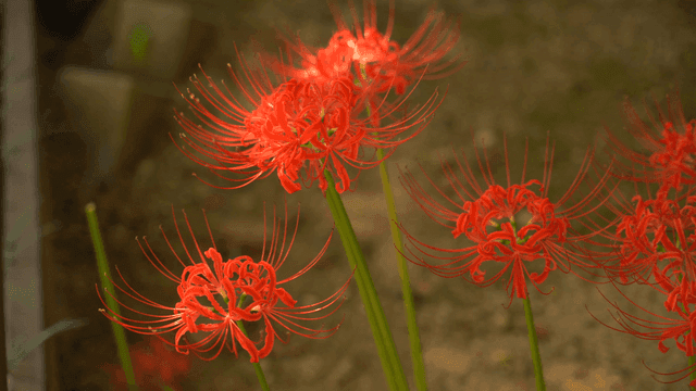 정원에서 피어나는 붉은 상사화