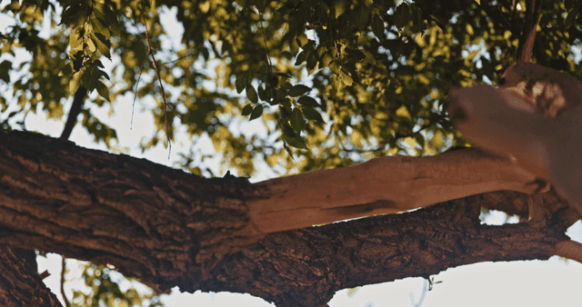 푸른 잎이 달린 나뭇가지