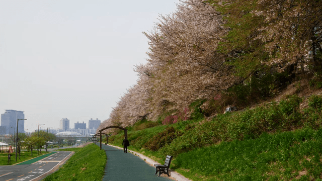 도시 산책로를 따라 핀 벚꽃
