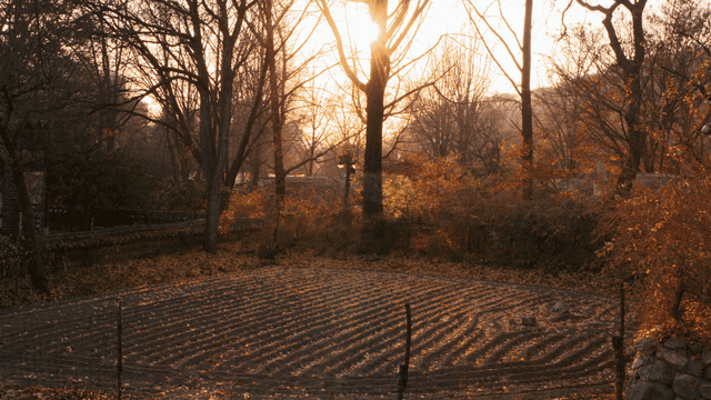 Sunset through autumn trees