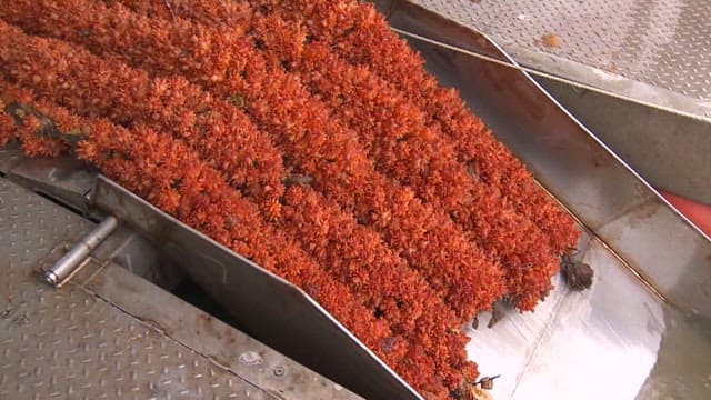 공장에서 가공되는 멍게