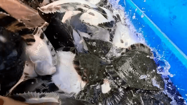 파란 탱크로 옮겨지는 물고기