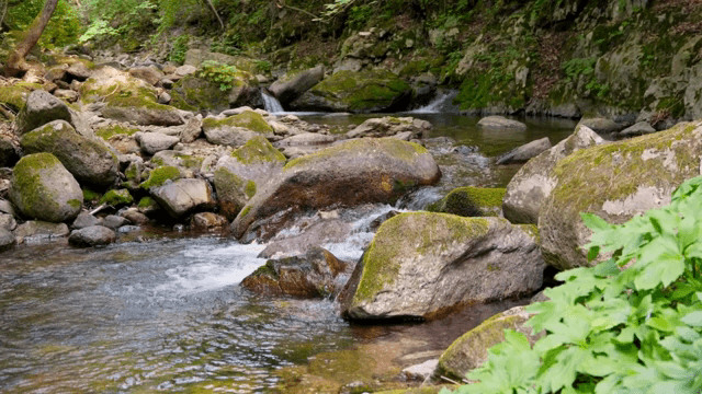 이끼 낀 바위가 있는 고요한 숲 속 개울