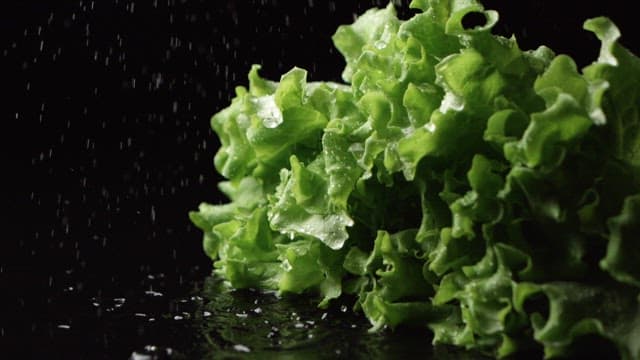 Water spraying on fresh lettuce on black background