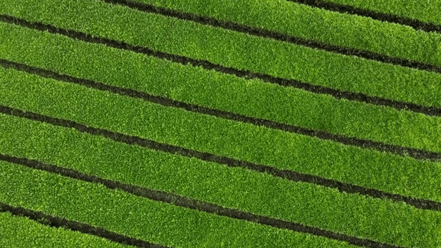 Lush green tea fields with a nearby road