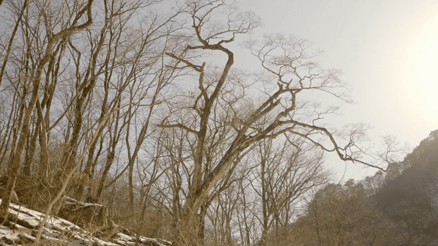 Bare trees in a snowy forest