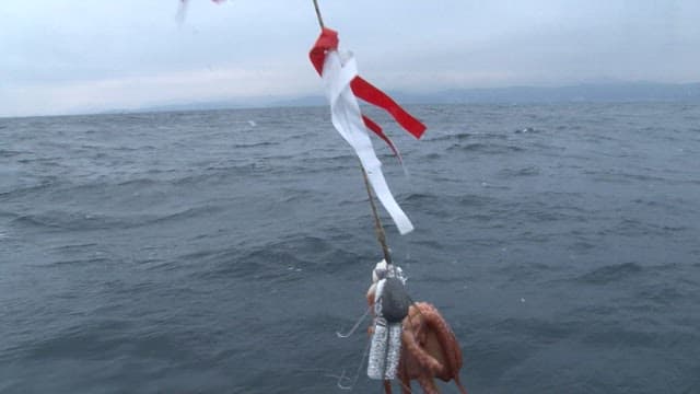 어선으로 끌어올려진 문어