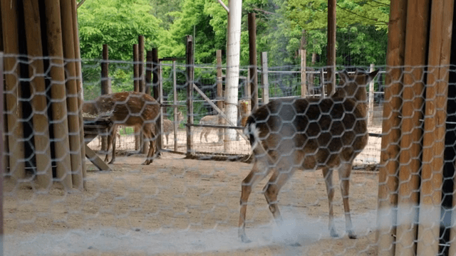 동물원 울타리 안의 사슴