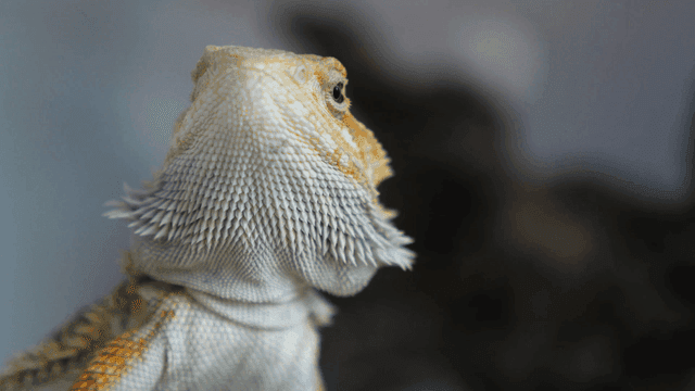 Close-up of a bearded dragon's face