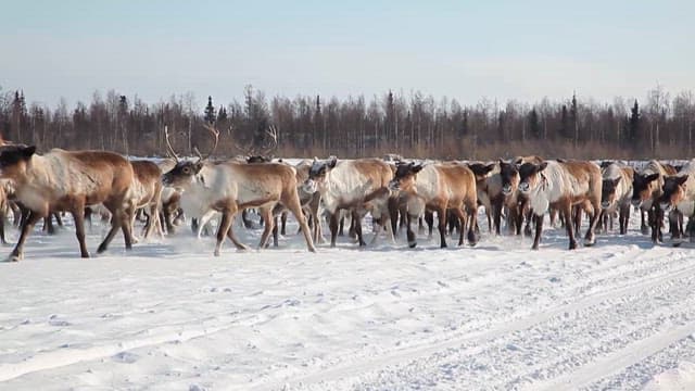 Reindeer Herd Running Across Snowy Landscape