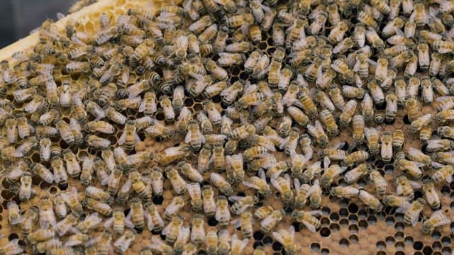 Close-up of Busy Bees on Hive Frames