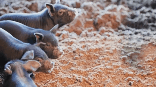 장갑 낀 손에 호기심을 보이는 새끼 돼지들