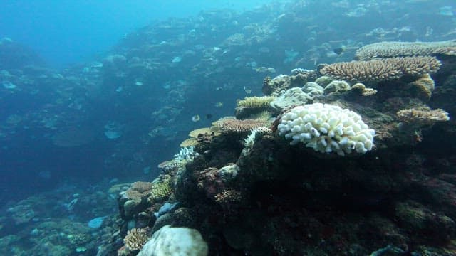 Colorful coral reef with various fish