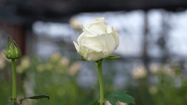 White roses blooming in garden