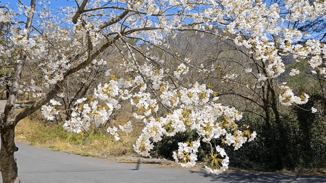 도로변에 핀 벚꽃