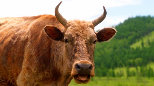 초원에 서 있는 소